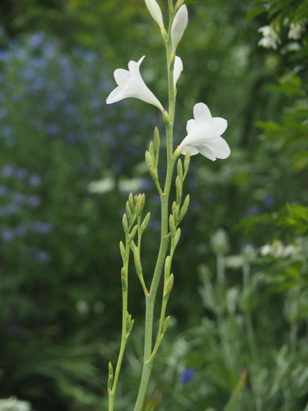P5035900