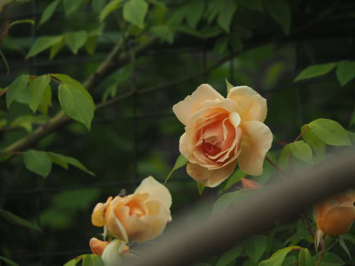 P5035901