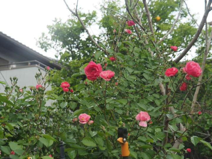 P5035904
