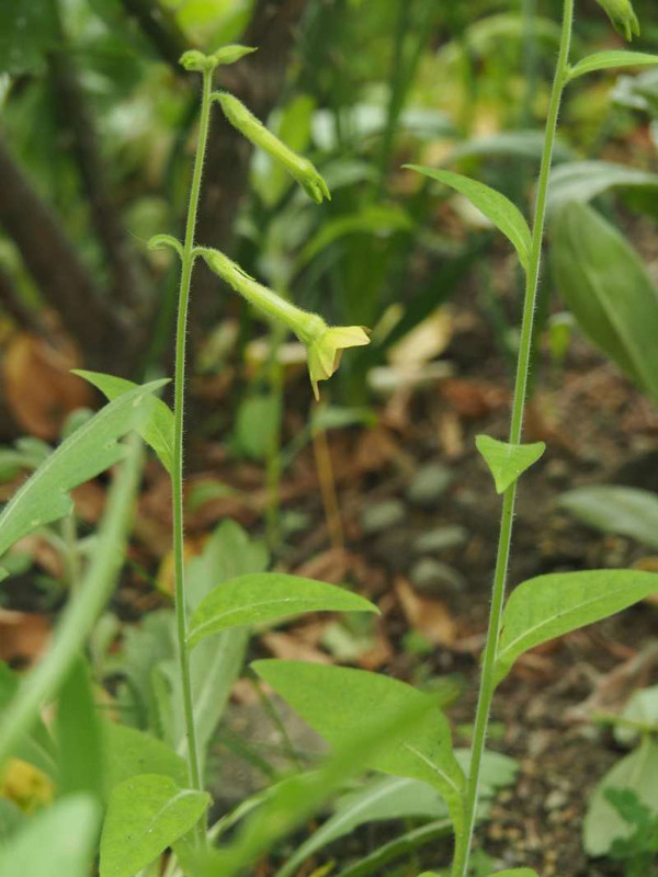 P5035921