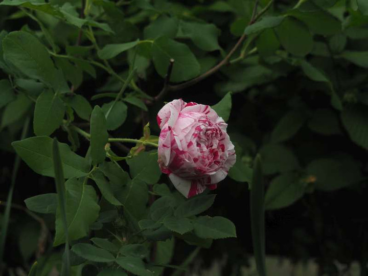 P5035924