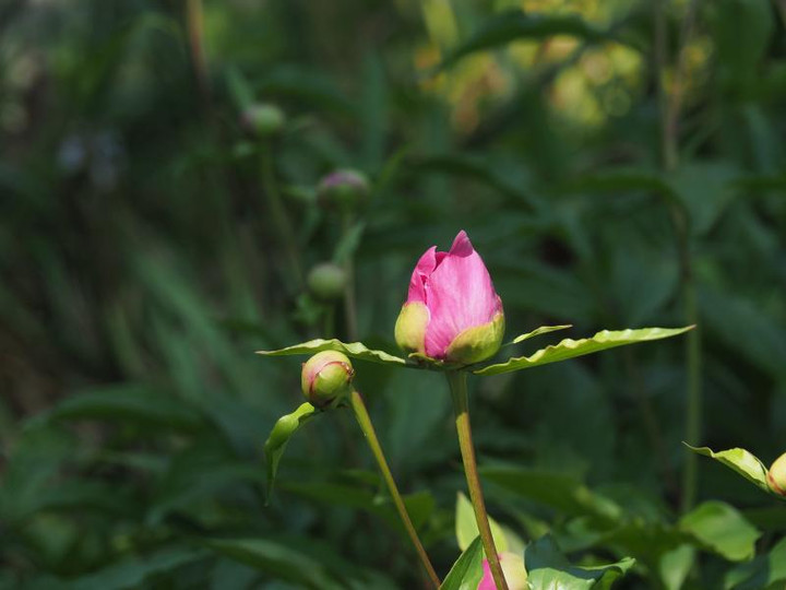 P5045941