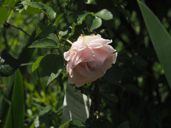 P5045945