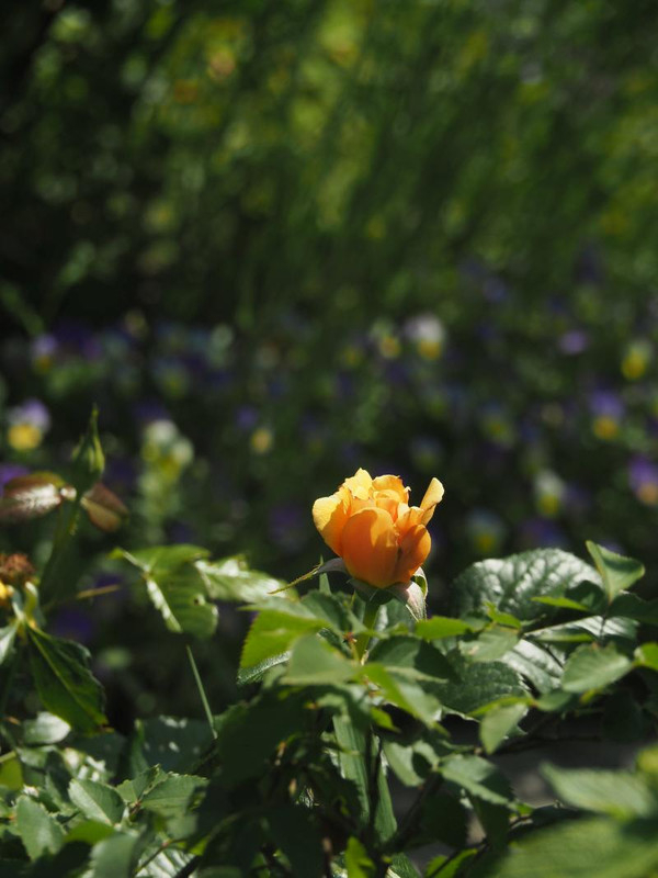P5045951