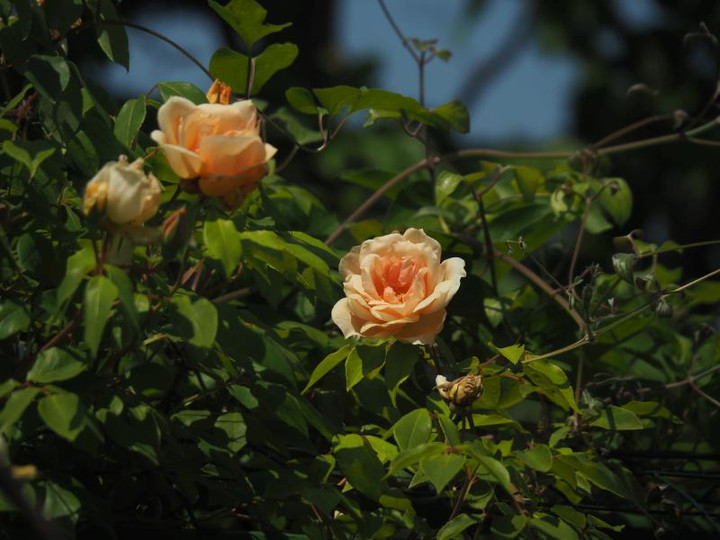 P5045953