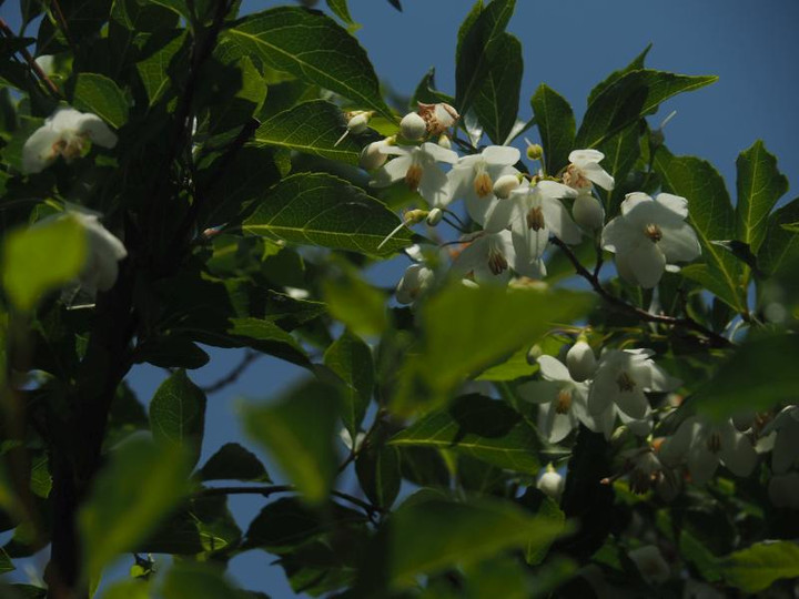 P5045981