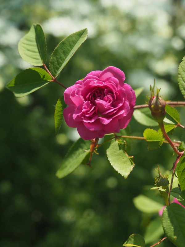 P5045987