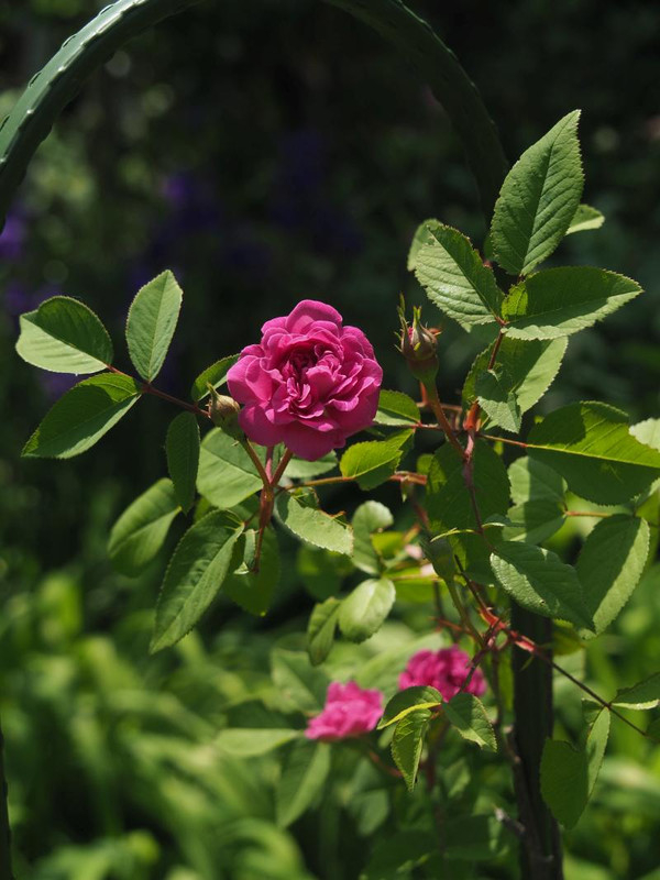 P5045992