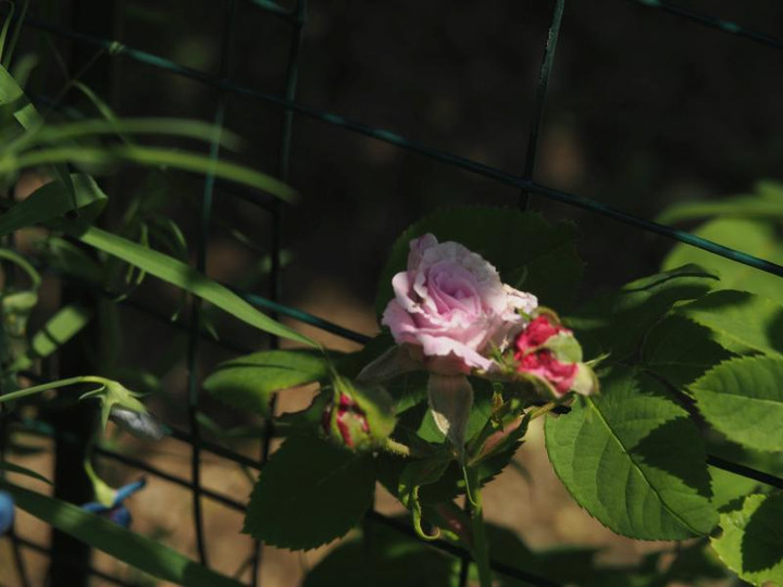P5045995