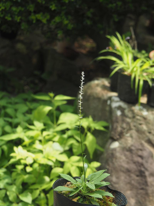 P5046003