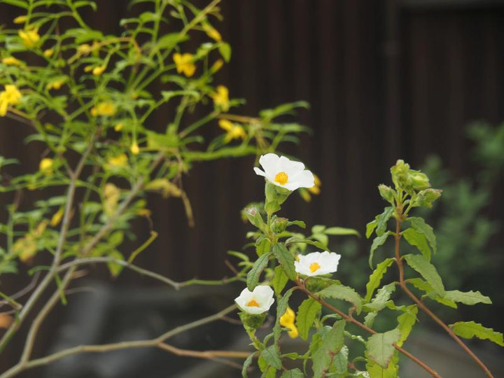 P5066064