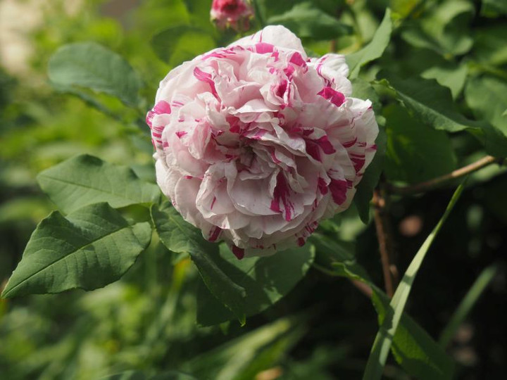 P5066069