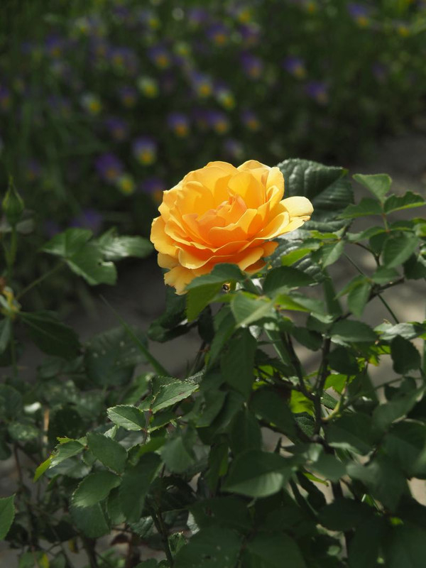 P5066071