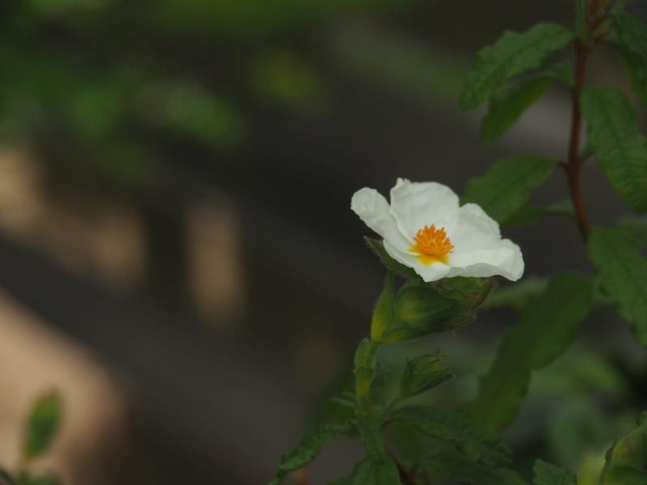 P5066077su