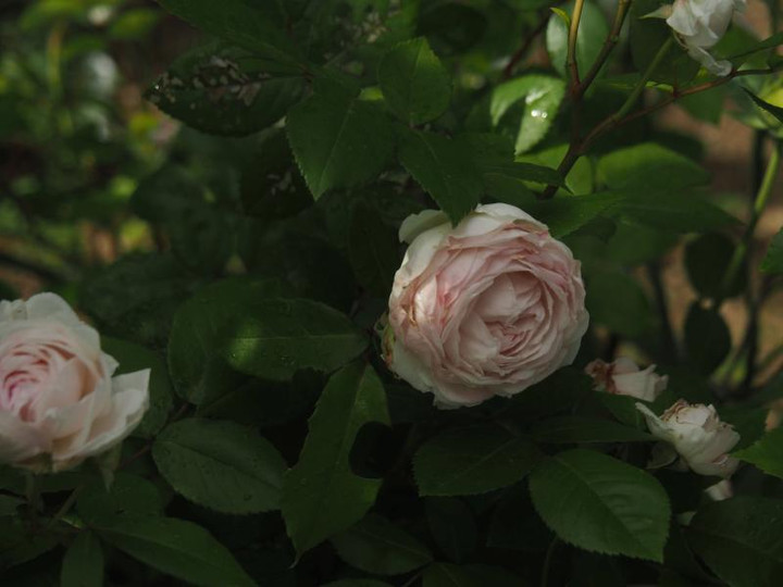 P5066097