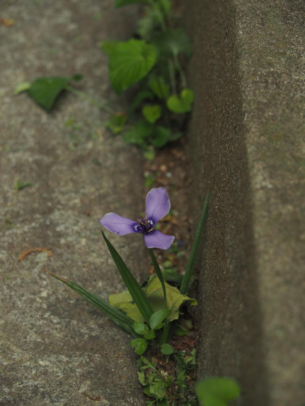 P5066113