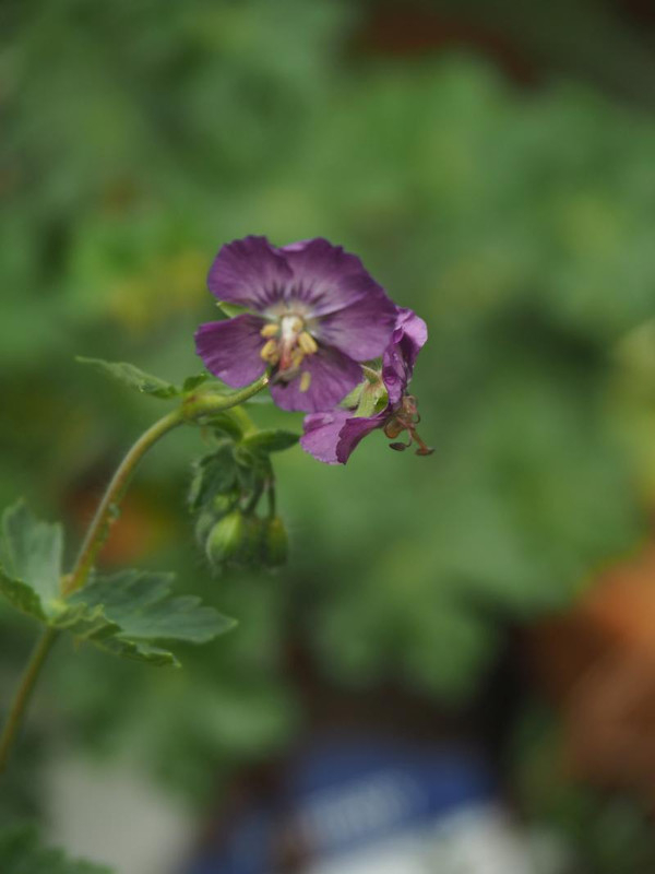 P5066119