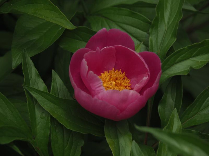 P5066127