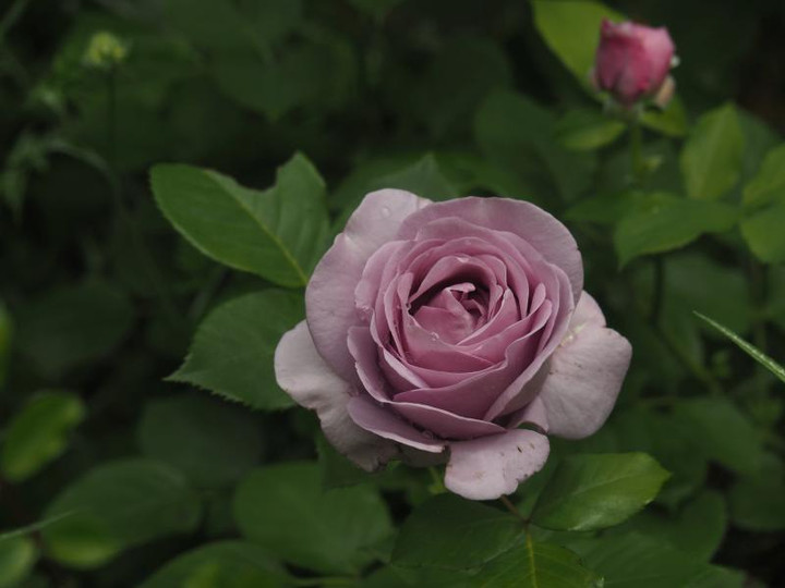 P5066133