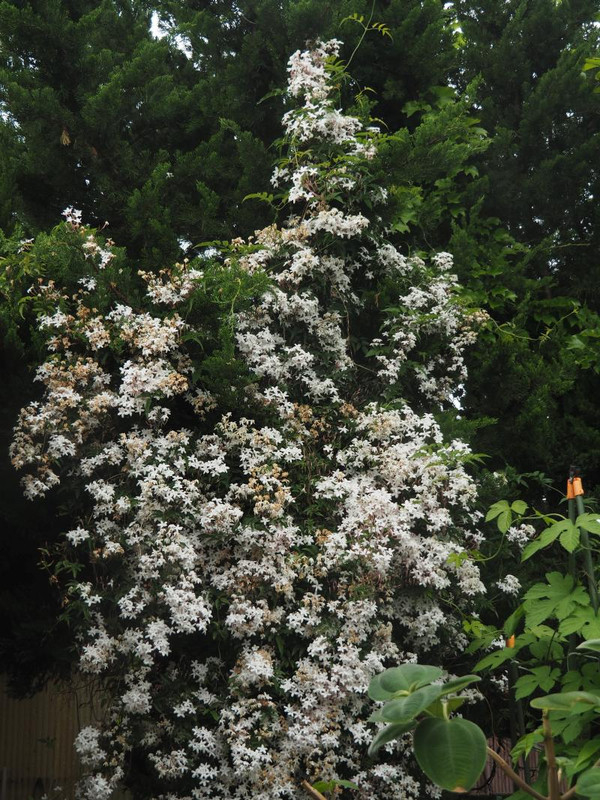 P5066138