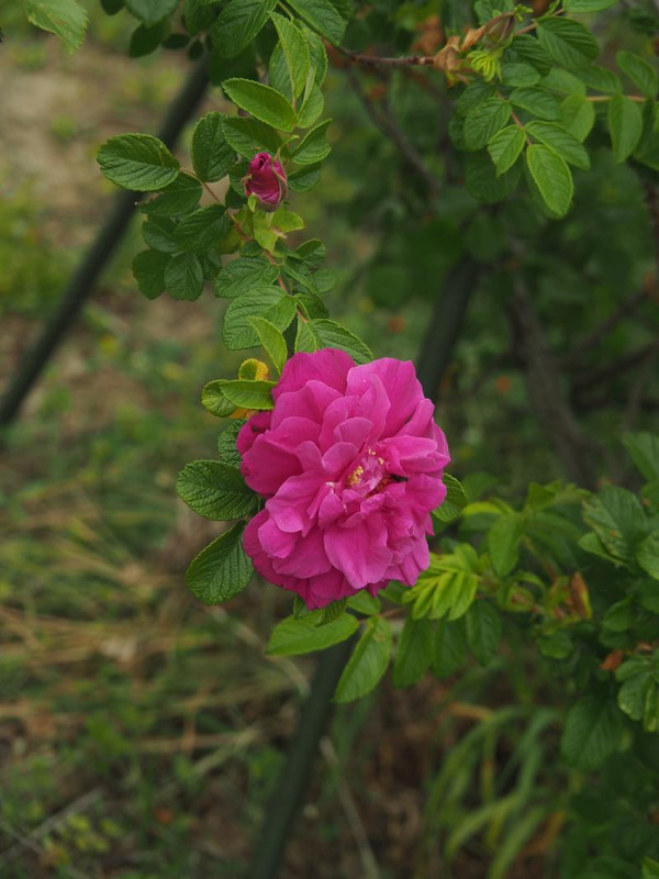 P5066143