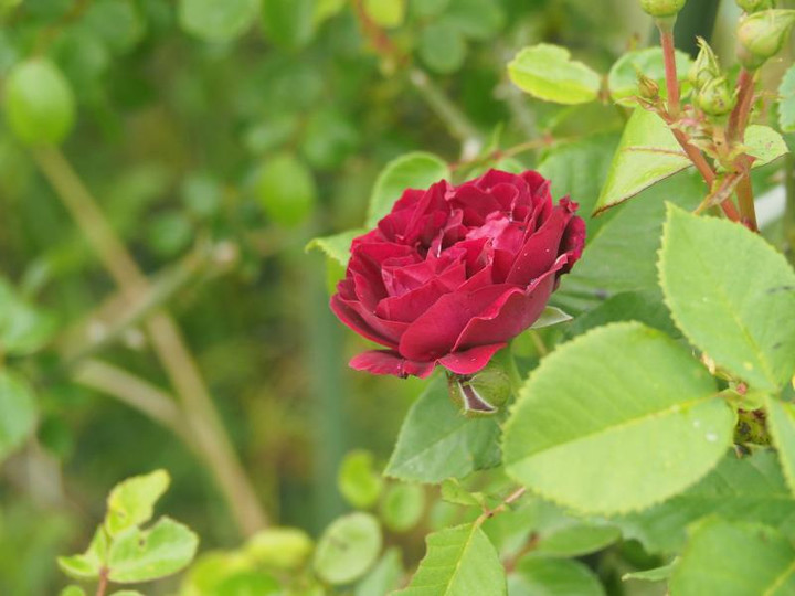P5066147