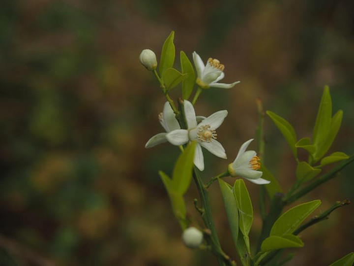 P5066148