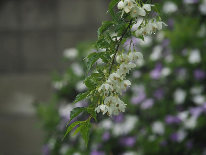 P5076162
