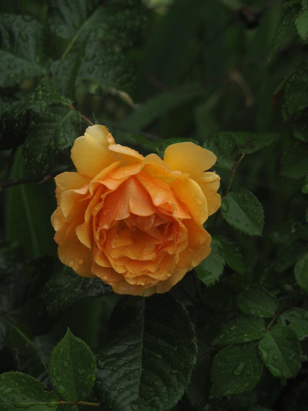 P5076163