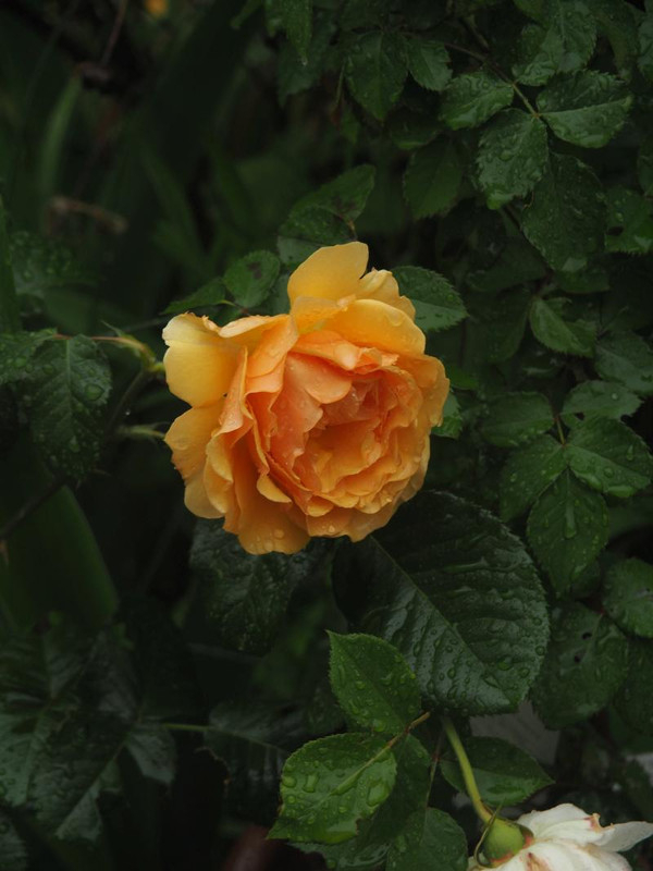 P5076172