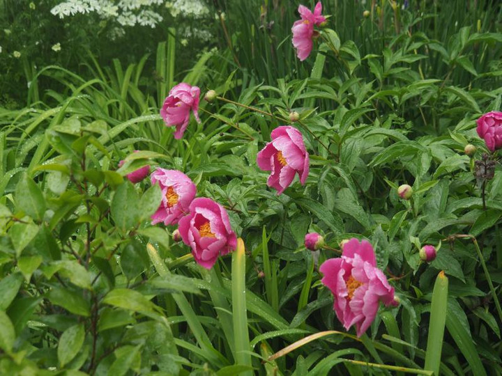 P5086188