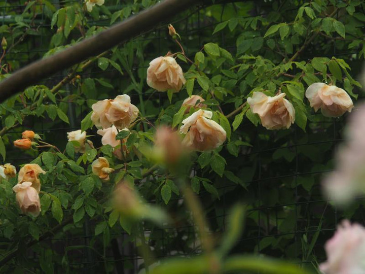 P5086202
