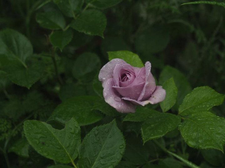 P5086210