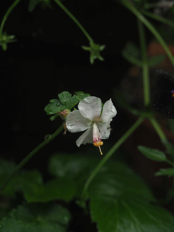 P5086220