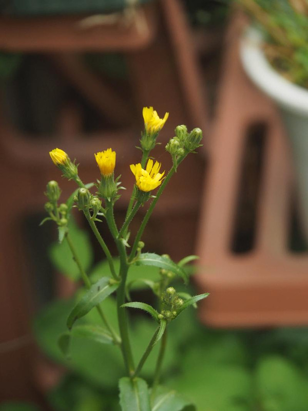 P5086225