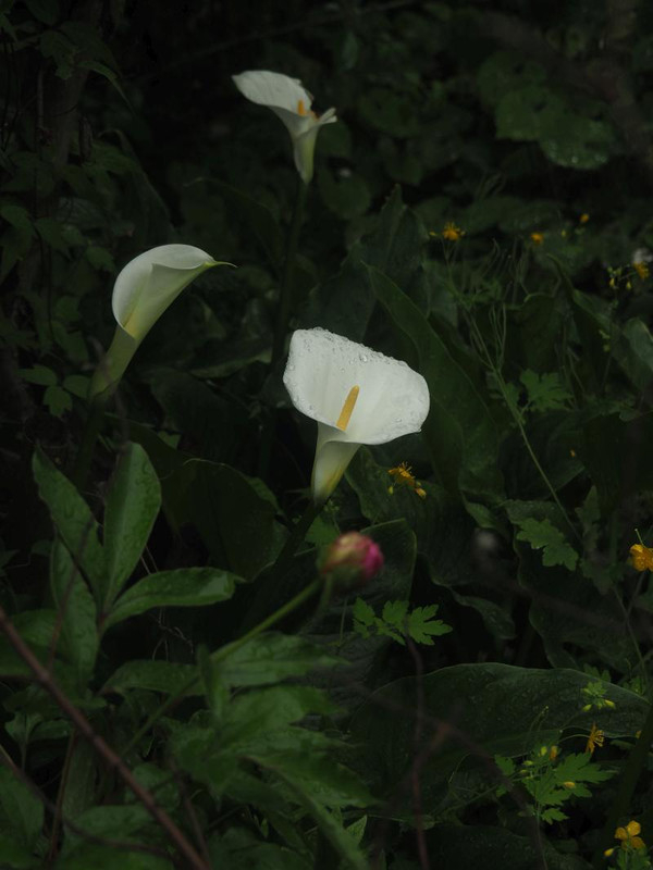 P5086226