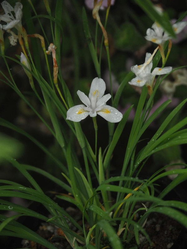 P5086229