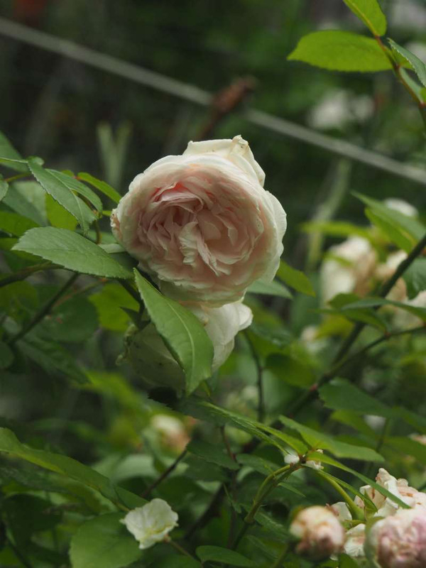 P5096247