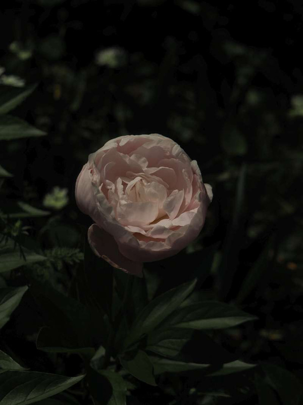 P5126775