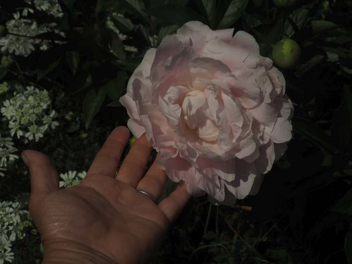 P5146895