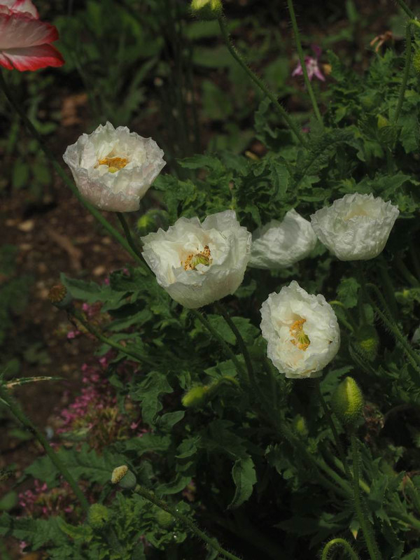 P515695777