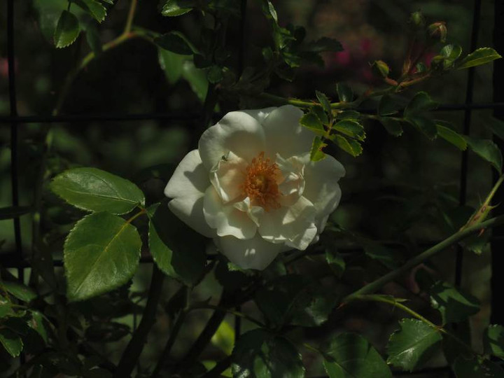 P5156961