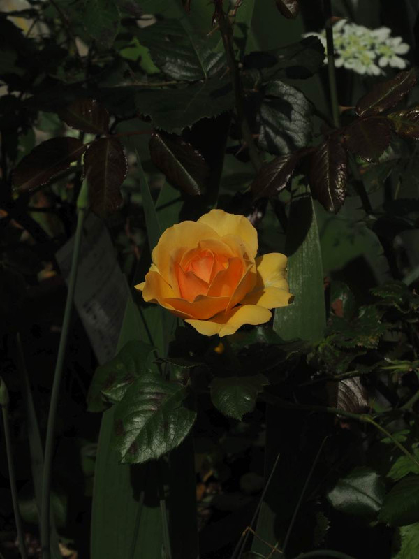 P5156975