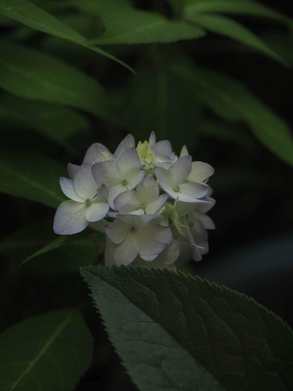 P5177070