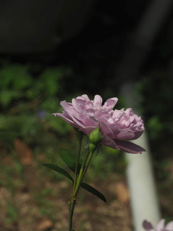 P5177073