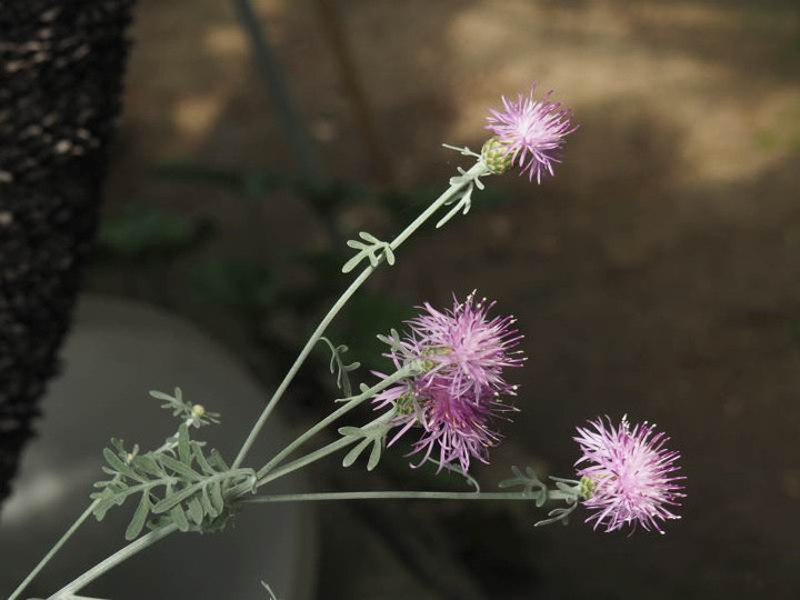 P5177078