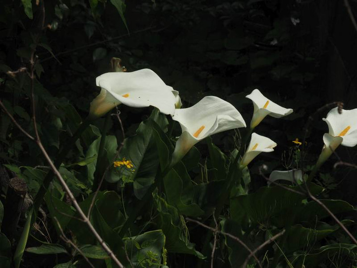 P5177079