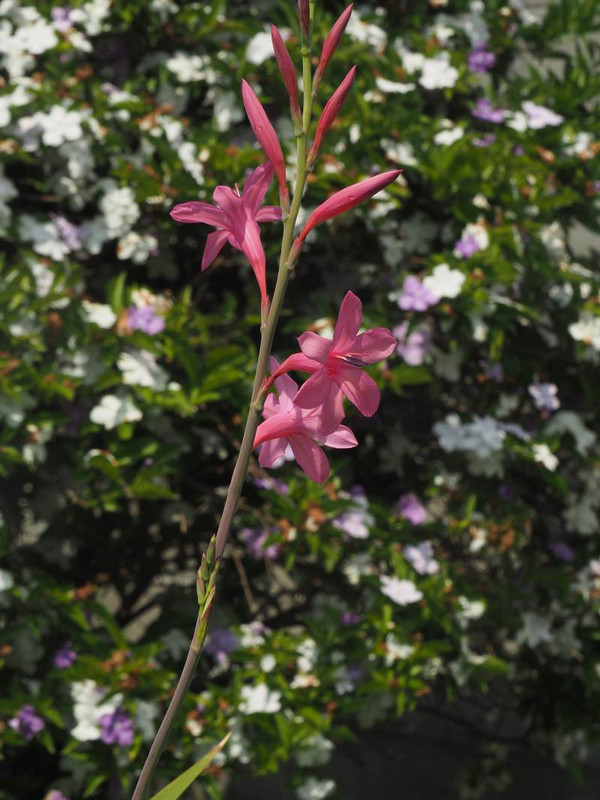 P5177088