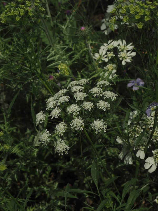 P5177090
