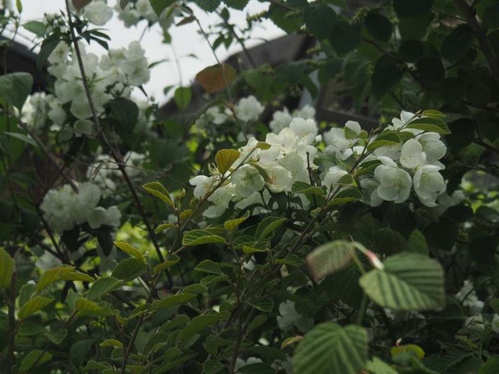 P5227251